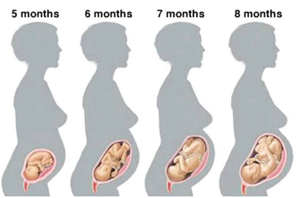 Пятый Месяц Беременности Фото