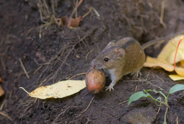 �������� ������������ �� ��������� ���������� ��������������� ����������