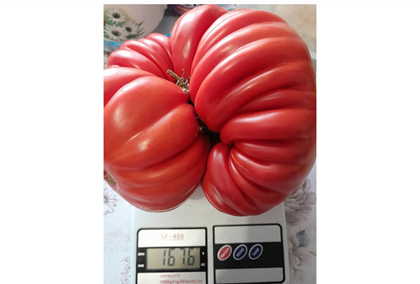 � ������ ��������� �������-������